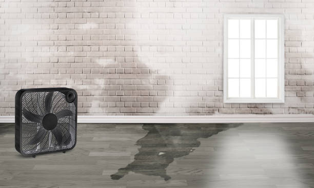 Best Water damage restoration near me  in Echelon, NJ